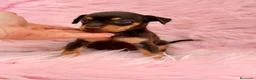 Pinscher Miniatura perros en venta: PINSCHER MINIATURA CHOCOLATE - Anuncio 8