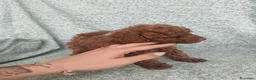 Caniche Toy perros en venta: Caniches toy - Anuncio 2