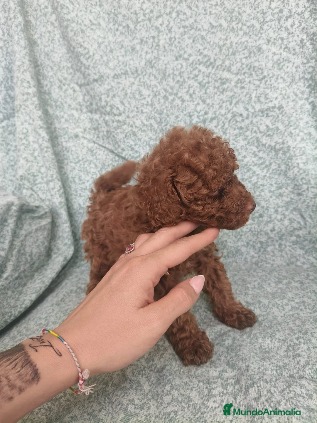 Caniche Toy perros en venta: Caniches toy - Anuncio 2
