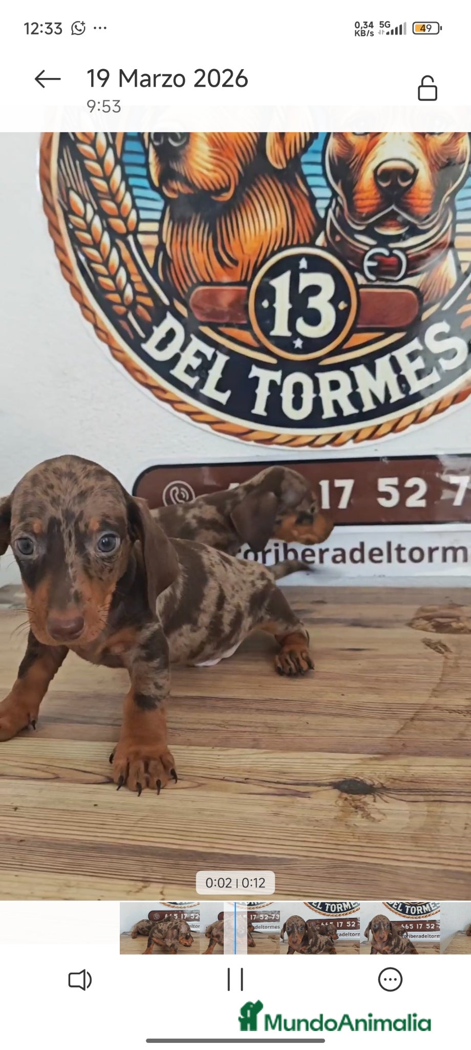 Teckel Miniatura perros Teckel kanichen chocolate  - Anuncio 1