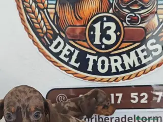 Teckel Miniatura perros Teckel kanichen chocolate - Anuncio 1