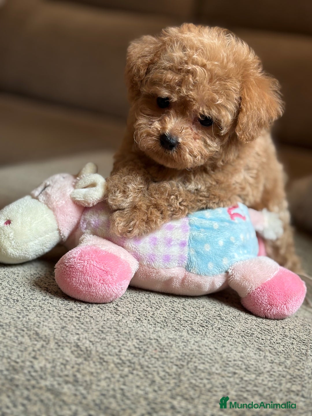 Maltipoo perros en venta: Maltipoo Tacita de Té Hembra  - Imagen 8