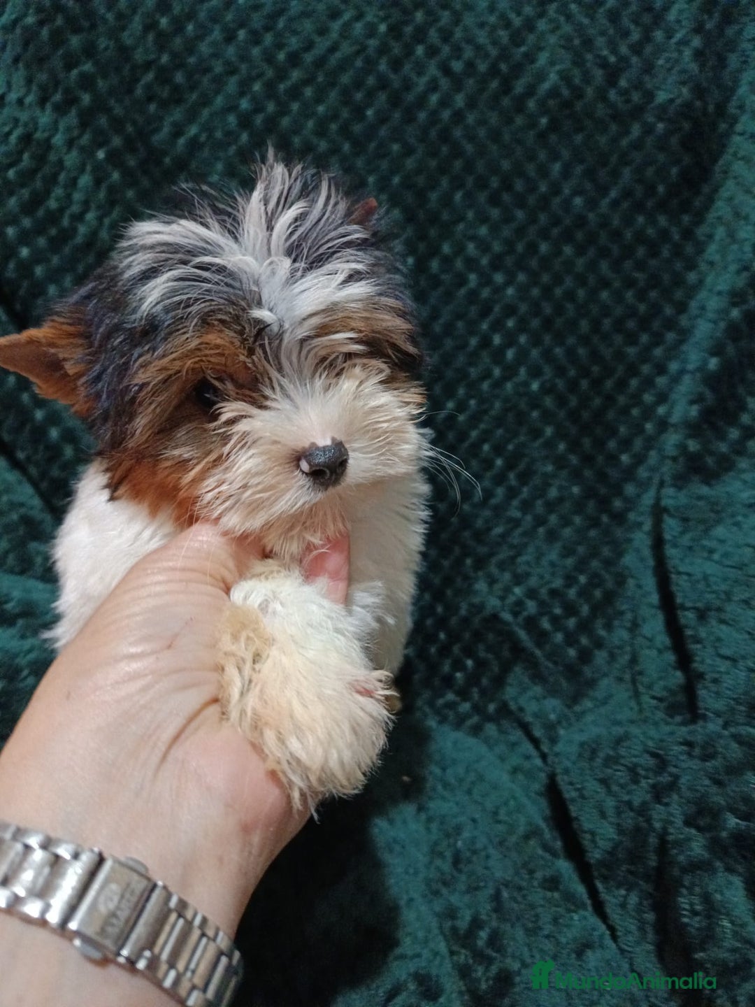 Biewer Yorkshire Terrier a la Pom Pon perros en venta: YORKSHIRE BIEWER  - Anuncio 3