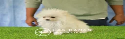 Pomerania perros en venta: Pomerania hembra disponible - Anuncio 1