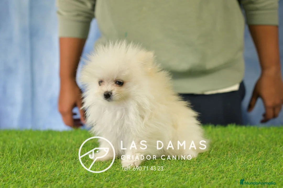 Pomerania perros en venta: Pomerania hembra disponible - Anuncio 1