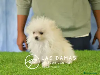 Pomerania perros Pomerania hembra disponible - Anuncio 1