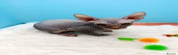 Sphynx gatos en venta: Gatitos Egipcios  - Anuncio 2