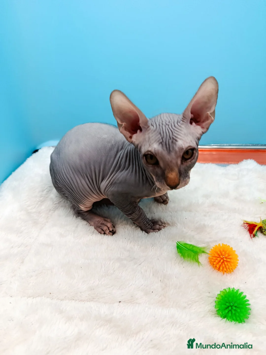 Sphynx gatos en venta: Gatitos Egipcios  - Anuncio 2