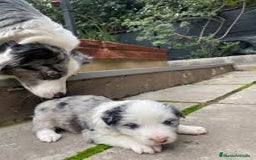 Border Collie perros en venta: Border collie en Madrid - Imagen 4