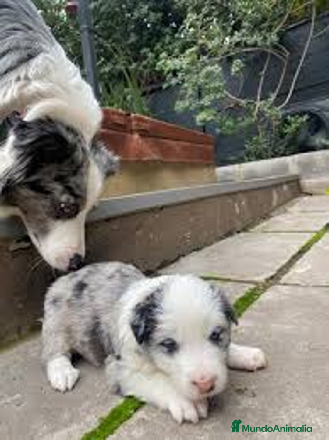 Border Collie perros en venta: Border collie en Madrid - Imagen 4