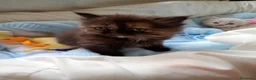 Persa gatos en venta: Disponible una parejita de persa y malayo - Anuncio 10