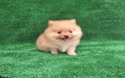 Pomerania perros en venta: LULU DE POMERANIA - Imagen 2