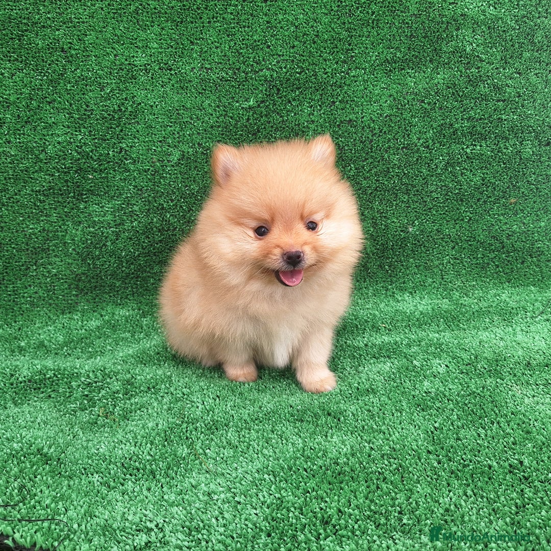 Pomerania perros en venta: LULU DE POMERANIA - Imagen 2