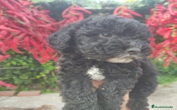 Perro de Agua Español perros en venta: Cachorros perros de agua - Imagen 2