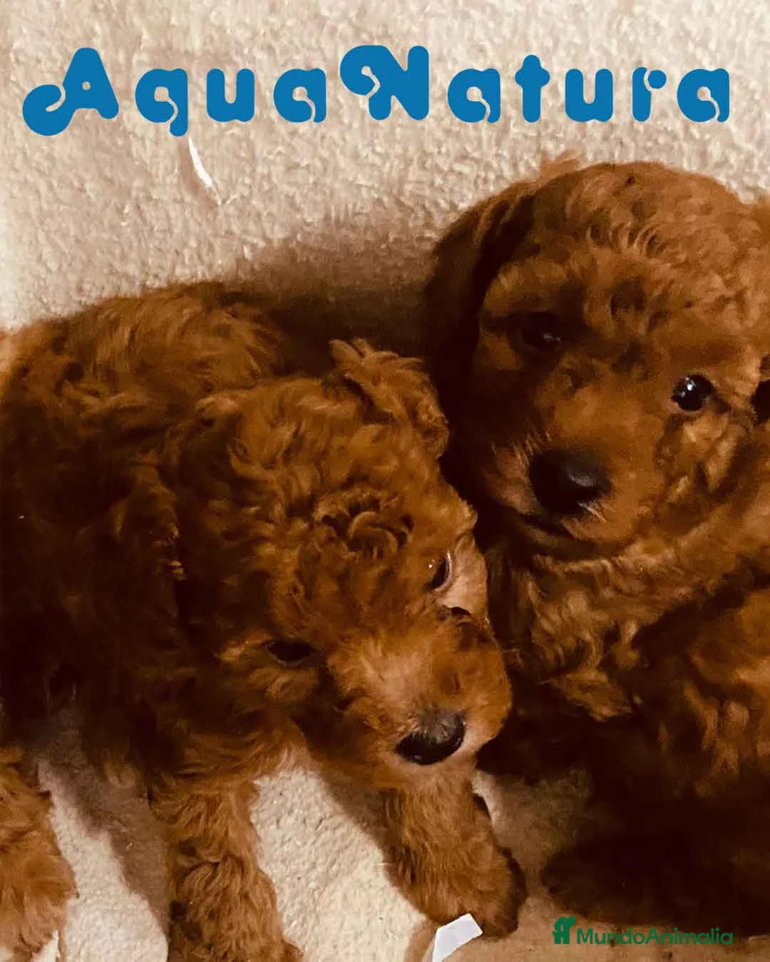 Caniche Toy perros en venta: Camada Caniche de Barbie y Can - AQUANATURA en Barcelona - Anuncio 1