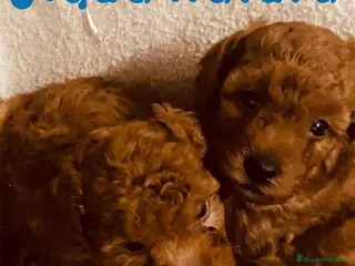 Caniche Toy perros Camada Caniche de Barbie y Can - AQUANATURA en Barcelona - Anuncio 19