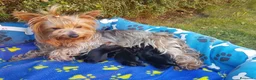 Yorkshire Terrier perros en venta: Yorkshires  - Anuncio 2