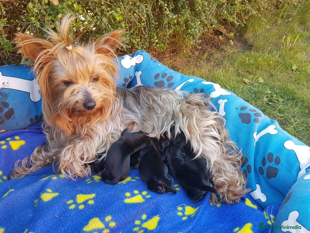 Yorkshire Terrier perros en venta: Yorkshires  - Anuncio 2