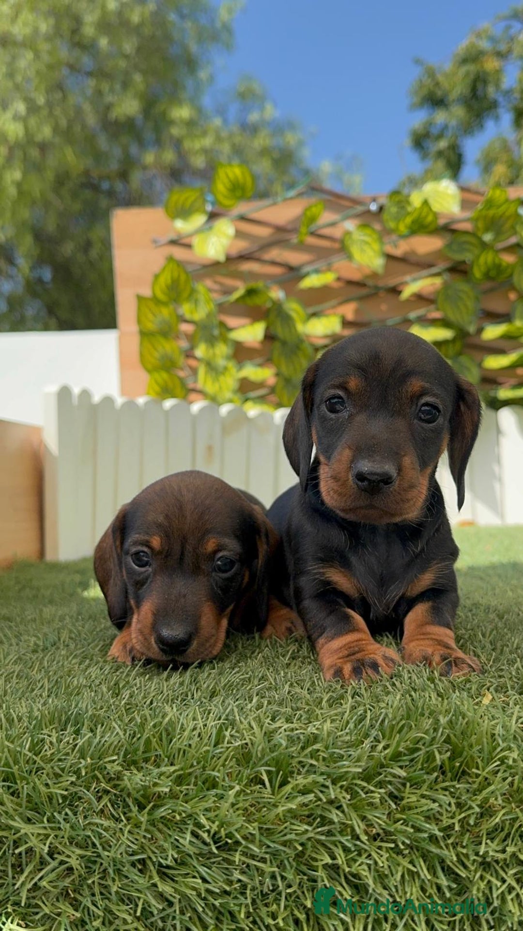 Teckel Miniatura perros en venta: TECKEL. MINIATURA - Imagen 15
