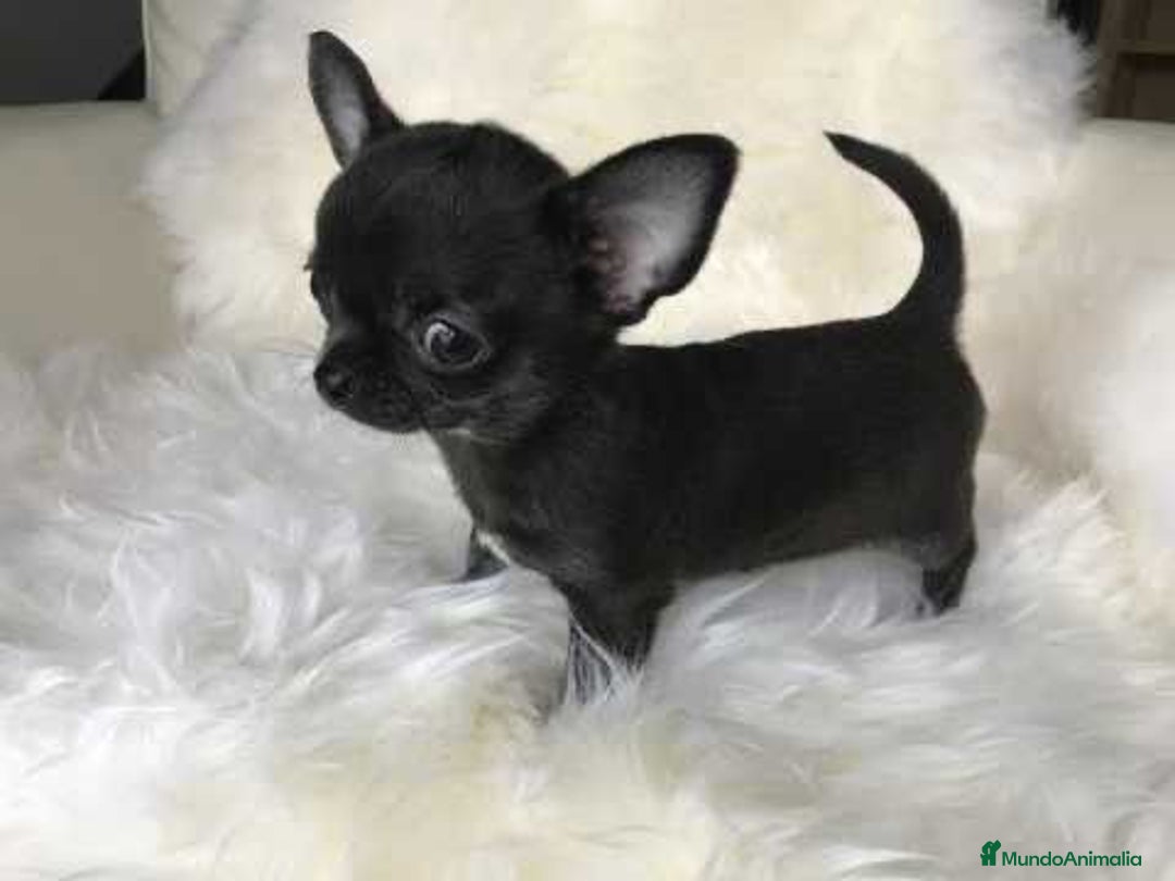Chihuahua perros en venta: PEQUEÑA CHIHUAHUA TOY NEGRA 🐾 - Anuncio 2
