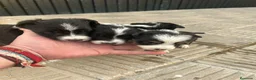 Border Collie perros en venta: Bordell collin Espectaculares Cálidad Maxima - Anuncio 11