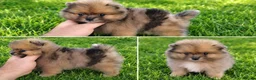 Pomerania perros en venta: Macho pomerania merle ositos 💎 - Anuncio 1