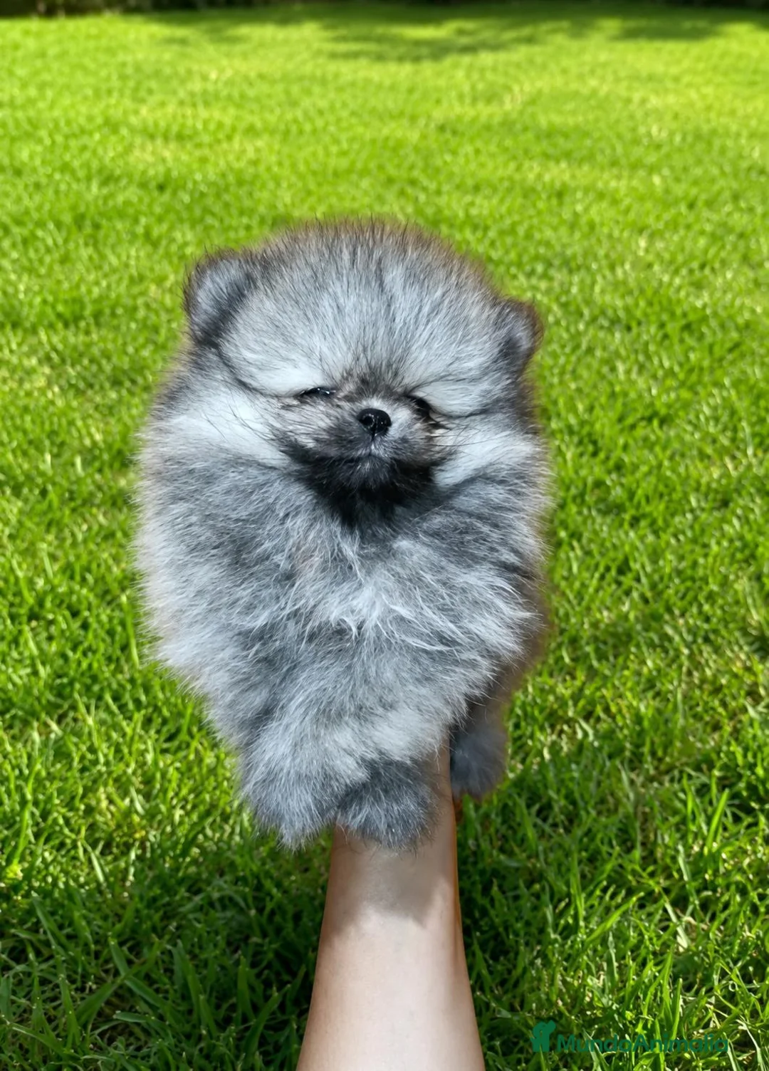 Pomerania perros en venta: Pomerania de Lulú - Anuncio 1