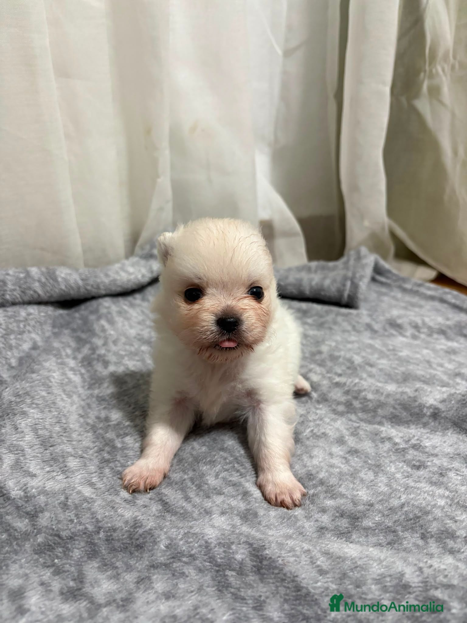 Pomerania perros Pomerania  - Anuncio 1