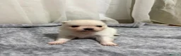 Pomerania perros en venta: Pomerania  - Anuncio 1