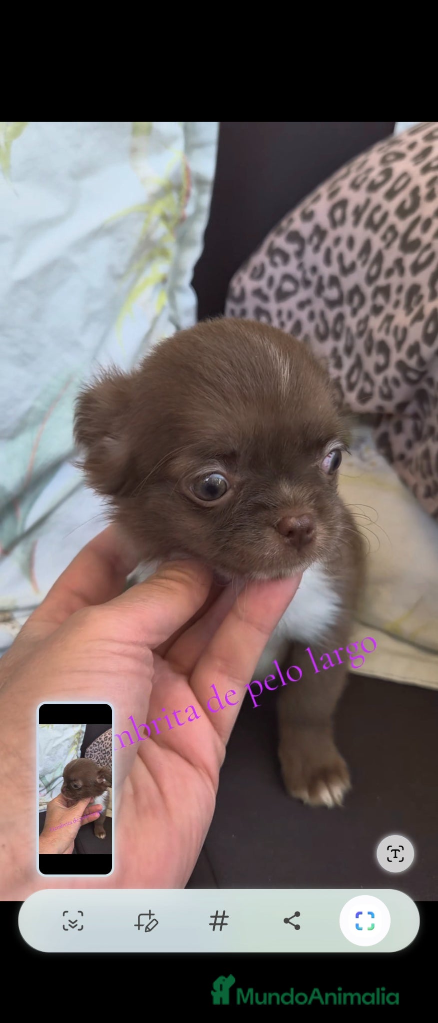 Chihuahua perros en venta: Hembra chihuahua  - Anuncio 1