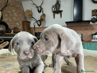 Braco Húngaro de Pelo Duro perros en Madrid - Anuncio 31