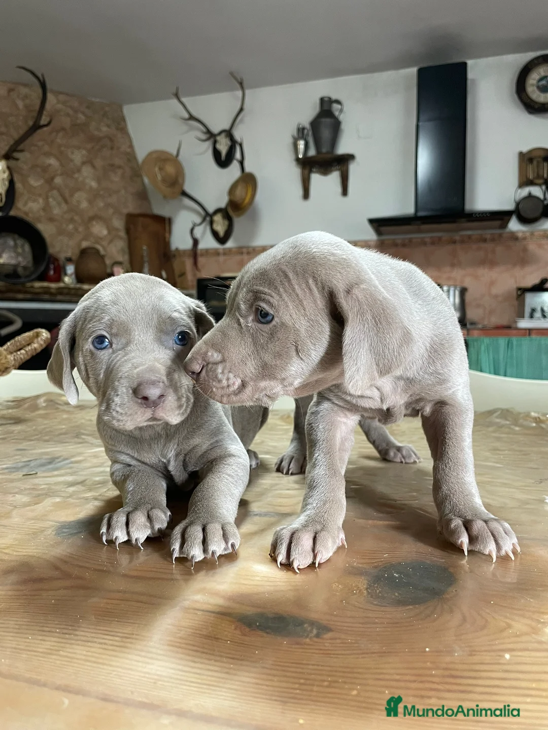 Braco Húngaro de Pelo Duro perros en venta: Camada de adorables Braco de Weimar en Madrid - Anuncio 1