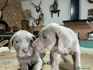 Braco Húngaro de Pelo Duro perros Camada de adorables Braco de Weimar en Madrid - Anuncio 6