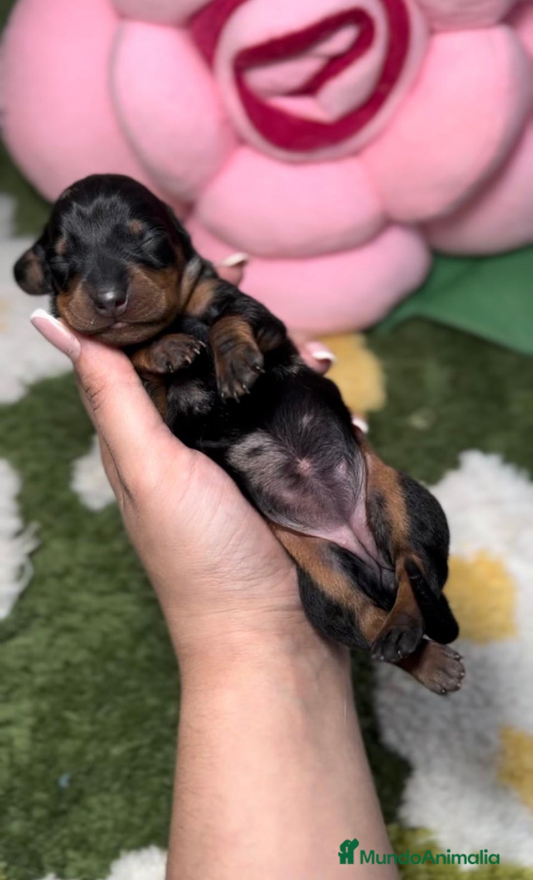 Teckel perros en venta: Teckel Kaninche Arlequin Negro en Madrid - Imagen 2