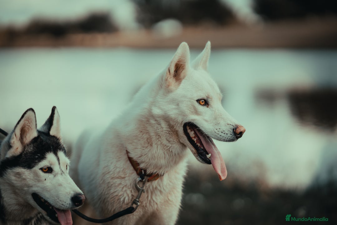 Husky Siberiano perros en adopcion: PRECIOSO HUSKY SIBERIANO  - Anuncio 1