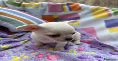 Chihuahua perros - Anuncio 15
