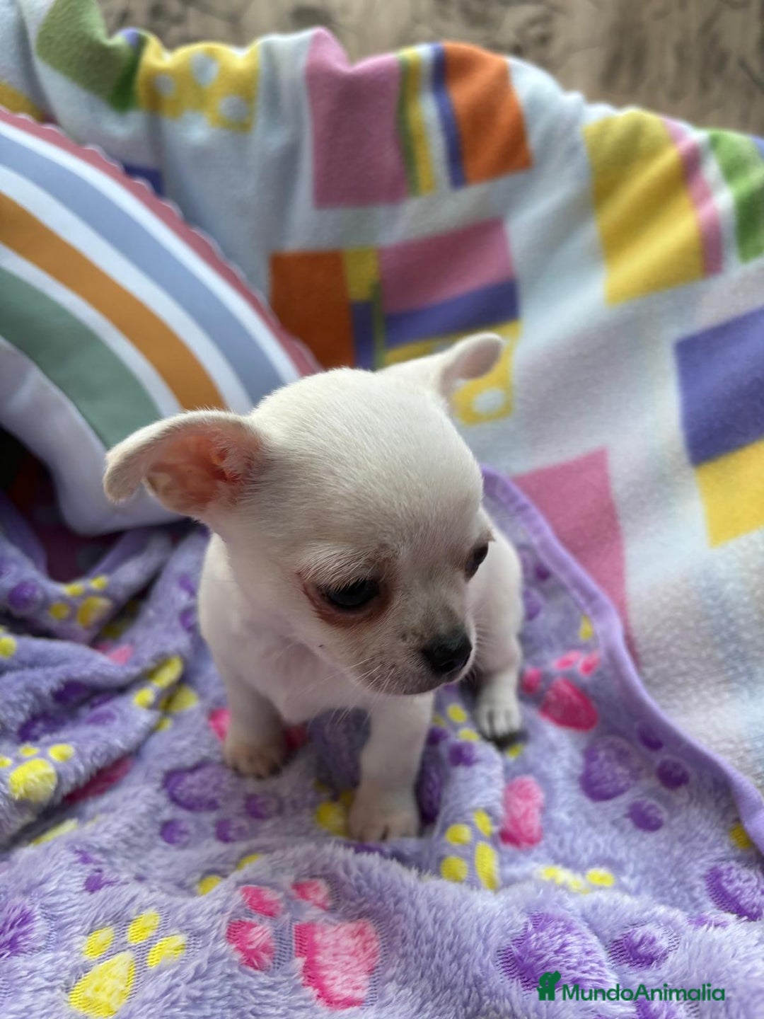 Chihuahua perros en venta: Increíble machito chihuahua tot - Imagen 2