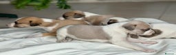 Whippet perros en venta: GALGO WHIPPET //// SOCIALIZADOS en Badajoz - Anuncio 1