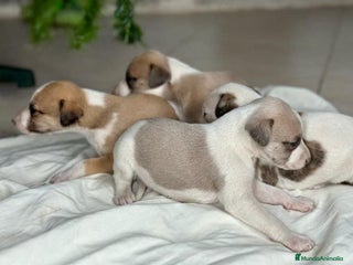 Whippet perros en Badajoz - Anuncio 4