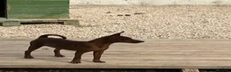 Pinscher Miniatura perros en venta: Caraby Harlequin Pinscher Benidorm  - Anuncio 10