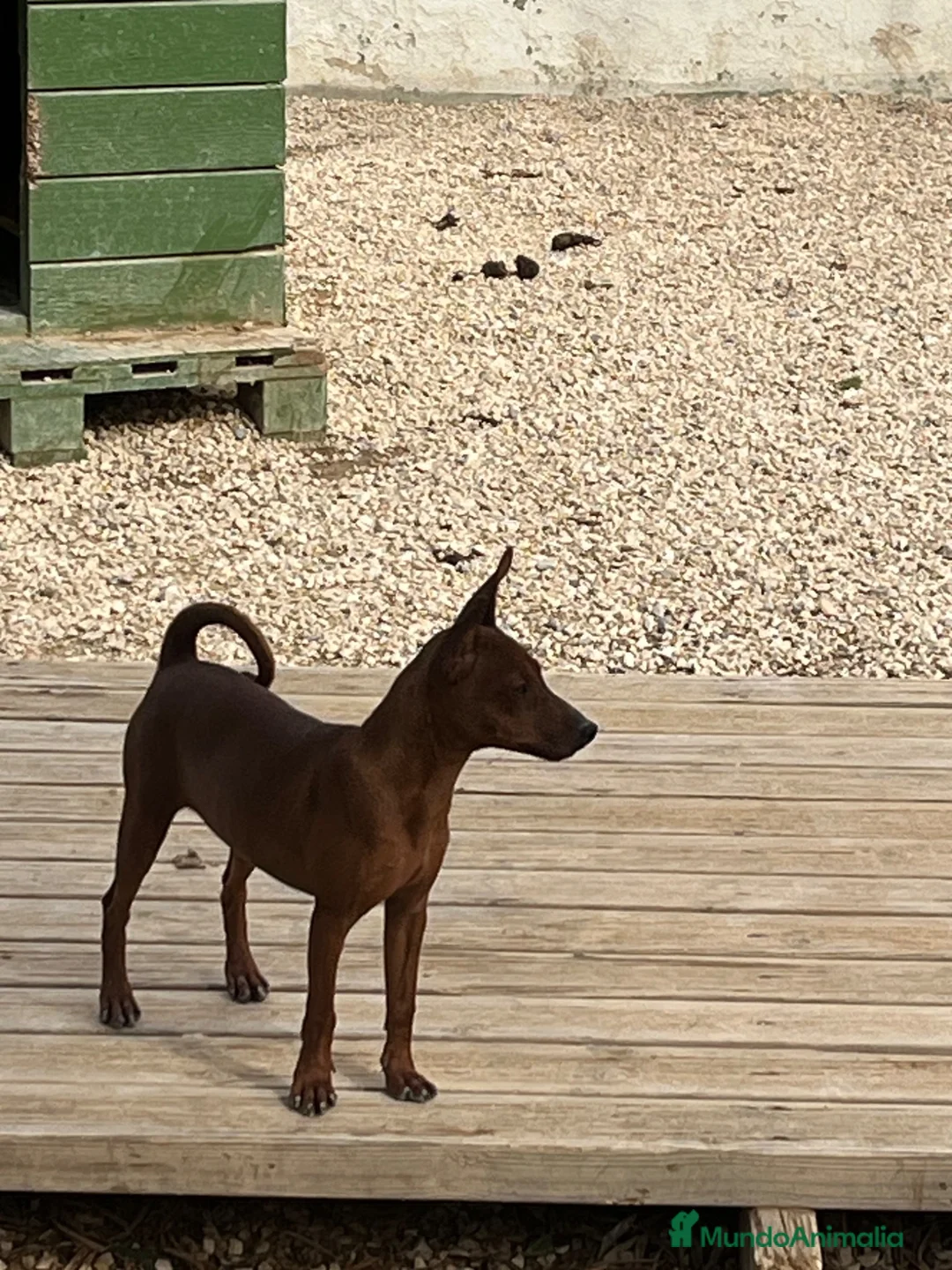 Pinscher Miniatura perros en venta: Caraby Harlequin Pinscher Benidorm  - Anuncio 10