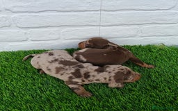 Teckel Miniatura perros en venta: TECKEL ARLEQUÍN CHOCOLATE  - Imagen 3