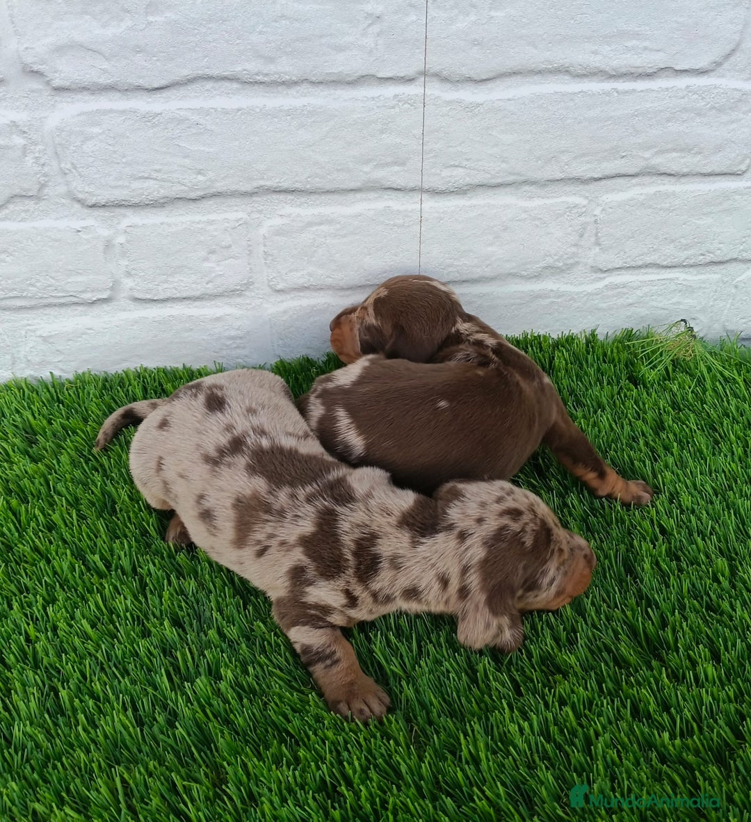Teckel Miniatura perros en venta: TECKEL ARLEQUÍN CHOCOLATE  - Imagen 3