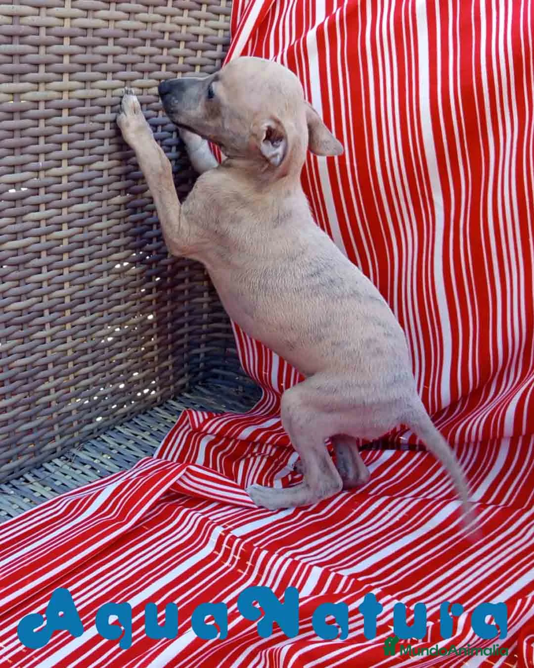 Pequeño Lebrel Italiano perros en venta: Lebrel Italiano Hembra 6 de AB y Omega AQUANATURA - Anuncio 10