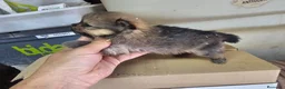 Pomerania perros en venta: Pomerania  - Anuncio 5