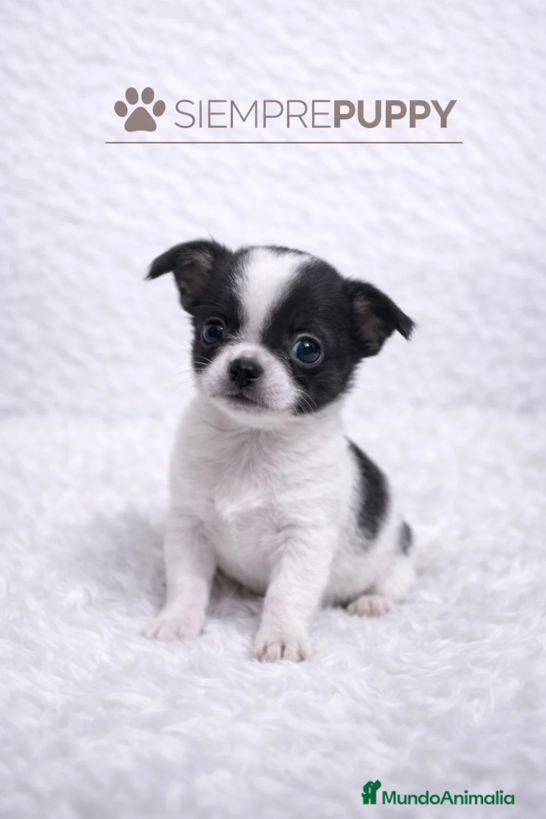 Chihuahua perros en venta: CHIHUAHUA CABEZA DE MANZANA BLANCO Y NEGRO - Anuncio 1