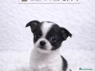 Chihuahua perros CHIHUAHUA CABEZA DE MANZANA BLANCO Y NEGRO - Anuncio 3