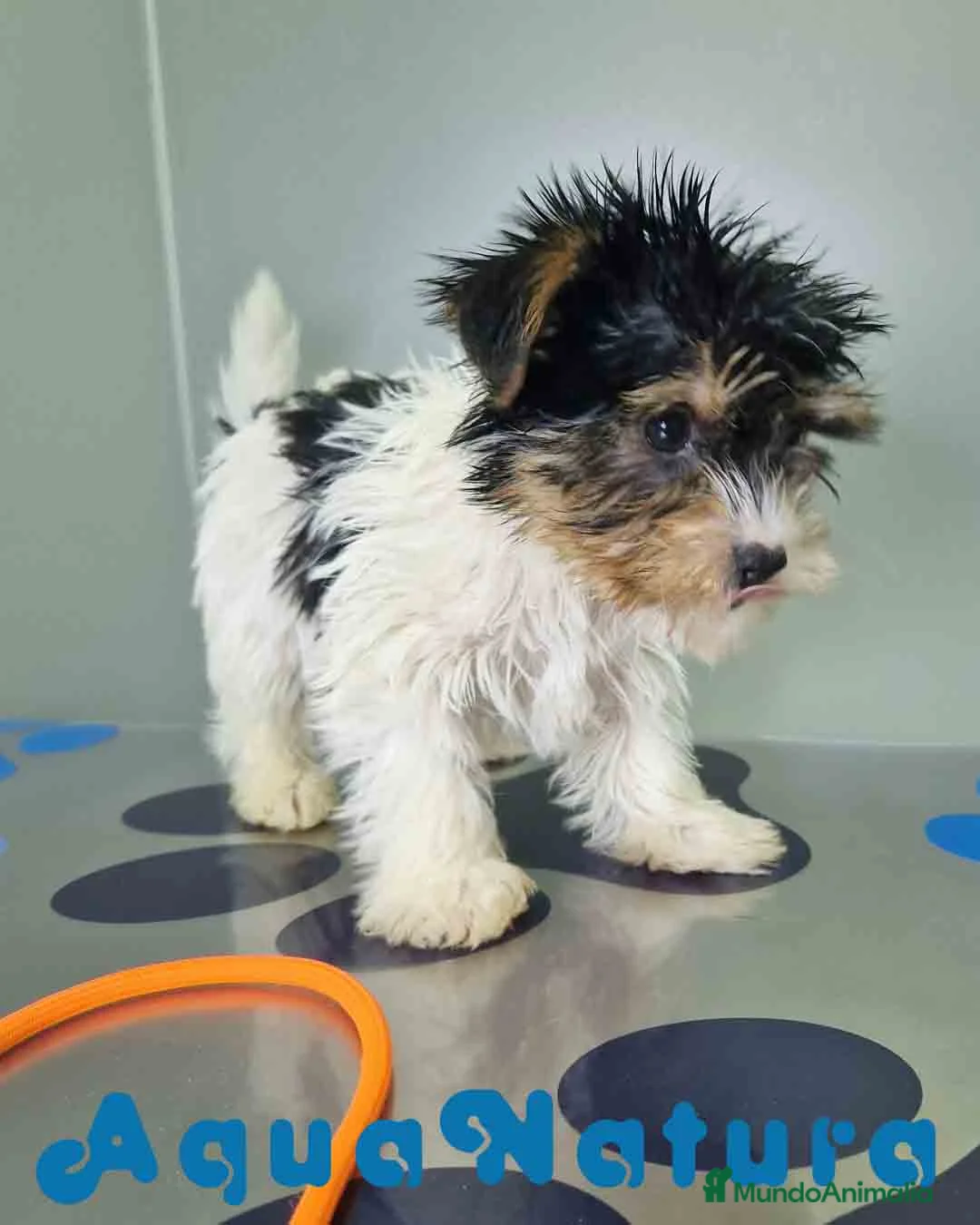 Biewer Yorkshire Terrier a la Pom Pon perros en venta: Yorkshire Biewer Macho CJMM 1303 AQUANATURA - Anuncio 4