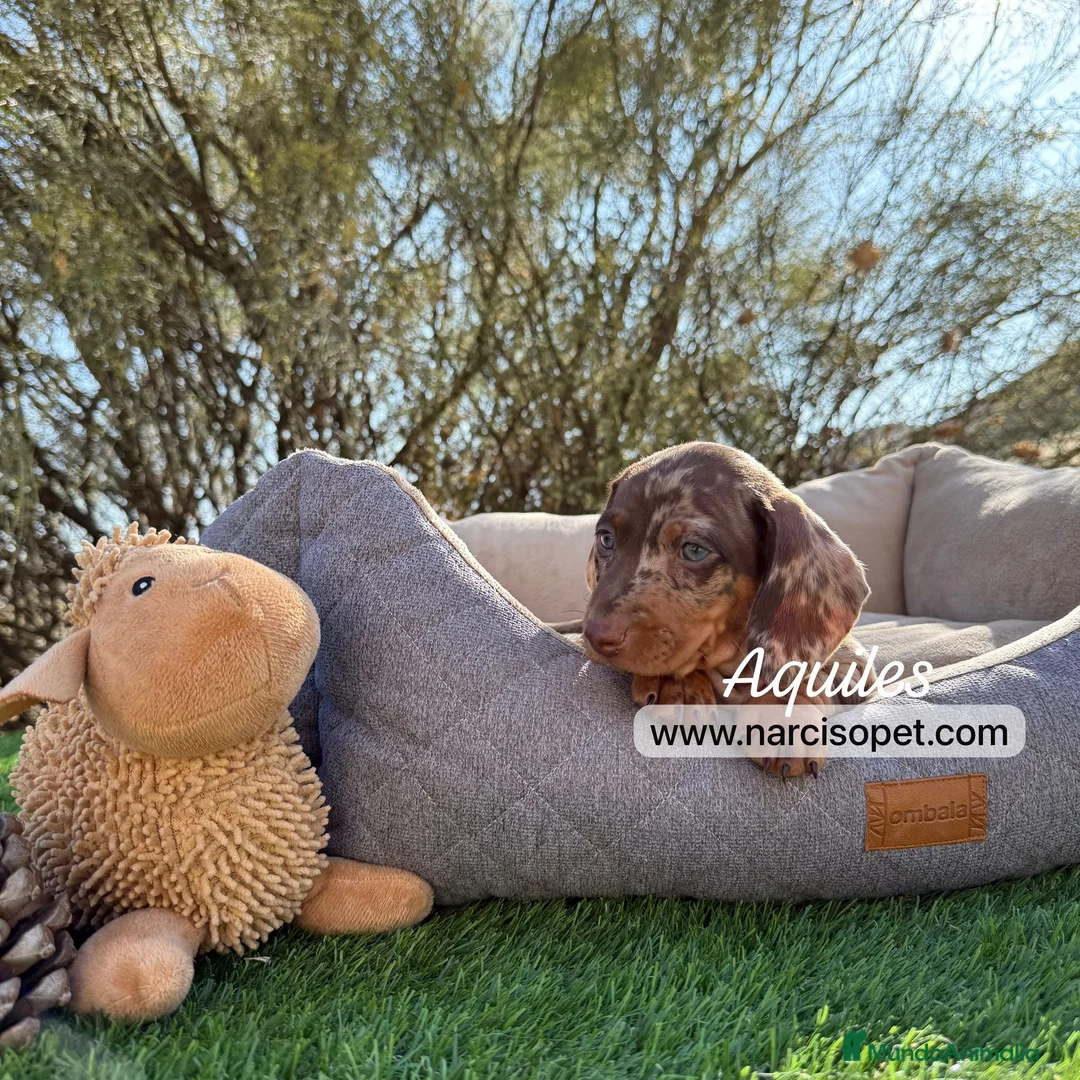 Teckel Miniatura perros en venta: CRIADERO TECKEL ARLEQUIN CHOCOLATE  - Anuncio 1