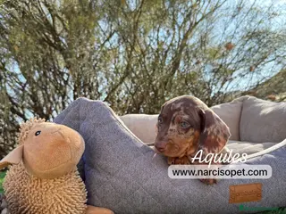 Teckel Miniatura perros CRIADERO TECKEL ARLEQUIN CHOCOLATE - Anuncio 19